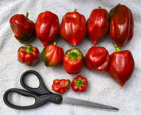 My bell pepper harvest. : r/gardening