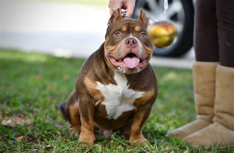 38 Top Images Tri Color Bully Puppies / TRI COLOR AMERICAN BULLY POCKET ...