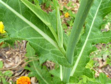 Sow Thistle: Pictures, Flowers, Leaves & Identification | Sonchus arvensis