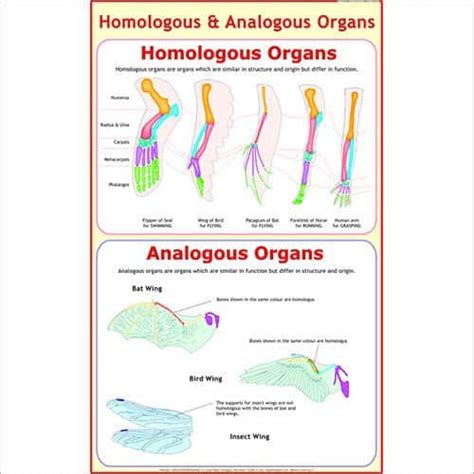 Analogous & Homologous Organs | Organs, Insect wings, Funny jokes