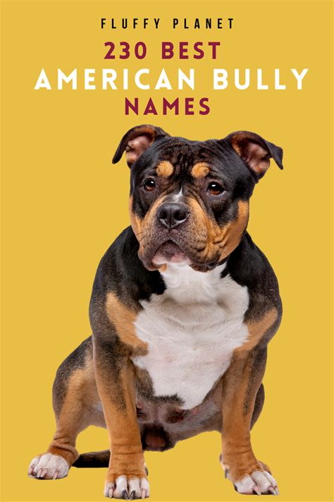 Top 50 American Bully Names for Your Loyal Companion