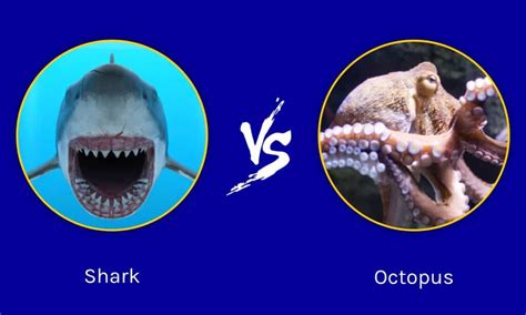 Shark vs Octopus: Who Would Win in a Fight? - IMP WORLD