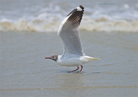 Brown-headed Gull / Chroicocephalus brunnicephalus photo call and song