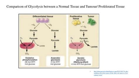 Warburg effect