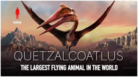 Quetzalcoatlus: The Largest Flying Animal EVER to Live | Dinosaur Documentary – Go IT