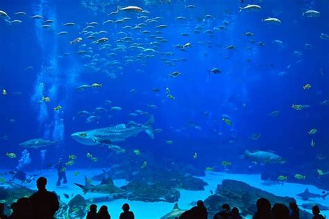 georgia aquarium | Rian Castillo | Flickr
