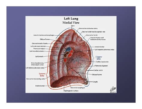 Root Of The Lung - cloudshareinfo