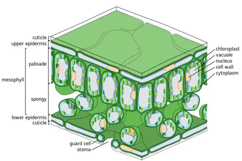 Difference Between Dermal Tissue and Ground Tissue | Compare the Difference Between Similar Terms