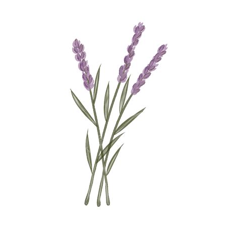 Lavender Flowers, Lavender, Ceanothus Impressus, Flowers PNG ...