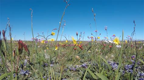 Flowers Swaying in the Breeze Free Stock Video Footage, Royalty-Free 4K ...