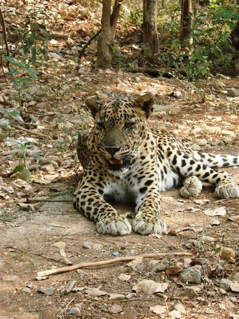 India Travel | Pictures: Leopard borivali national park 1