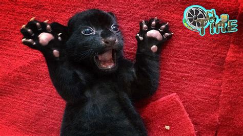 Rare black tiger cub does its best to terrify - Cute Black Tiger Cub in Zhejiang China - YouTube