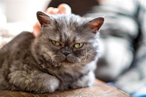 11 Flat Faced Cat Breeds That Are Totally Eye-Popping