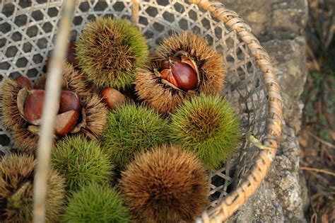 Japanese Chestnut | Chestnut, Japanese, Chestnut trees