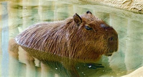 8 Unusual Facts About Capybara Teeth - UntamedAnimals