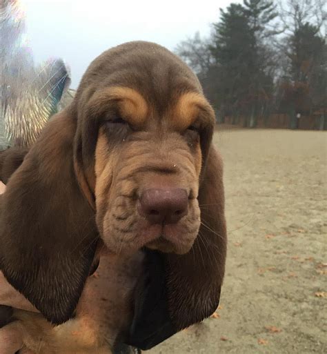 Bloodhound puppy Photograph by Jean Walker - Pixels