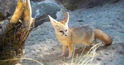 Fennec Fox Behavior - AnimalBehaviorCorner