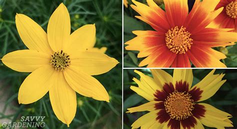 Coreopsis 'Zagreb' and Other Cheerful Tickseed Varieties for the Garden