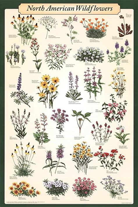 Laminated North American Wildflowers Educational Science Chart Poster Laminated Poster 24 x 36in ...