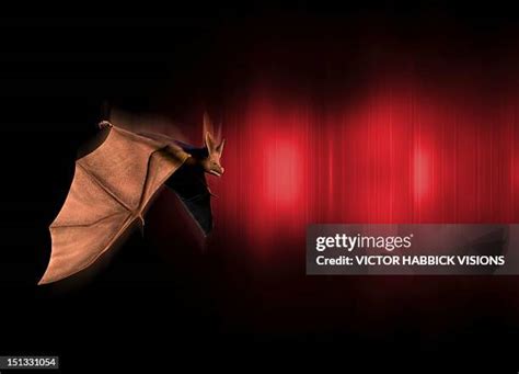 Bat Echolocation Photos and Premium High Res Pictures - Getty Images