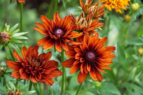 9 Great Rudbeckia Varieties