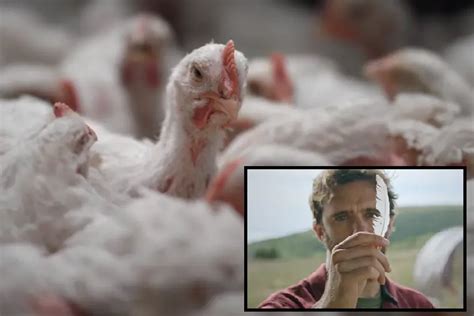 Lab-Grown Chicken Nuggets Made From Feathers Likely to Be Sold Sometime in Near Future ...