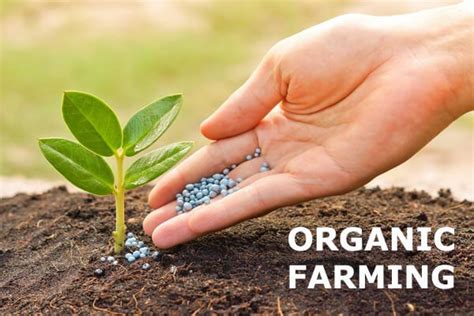 Challenges Of Organic Farming - Agriculture - Nigeria