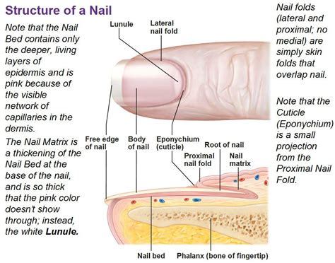 Onychomycosis or toenail fungus is an infection that causes the nail to ...