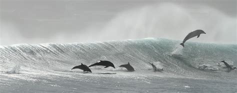 Dolphins playing in the waves - Ocean Blue Adventures