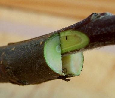 Kiwi Propagation - Propagating Kiwifruit