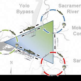 Conceptual model of the life-history diversity of delta smelt Delta... | Download Scientific Diagram