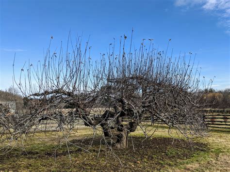 Pruning Apple Trees - The Martha Stewart Blog