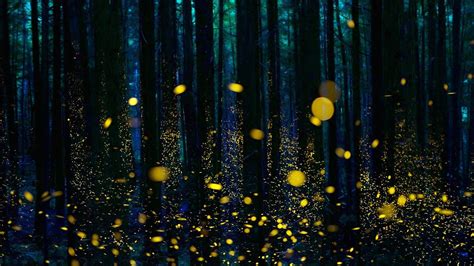 #forest #twilight #trees #darkness #fireflies #firefly #1080P #wallpaper #hdwallpaper #desktop ...