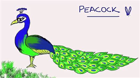 Peacock Cartoon Drawing at PaintingValley.com | Explore collection of ...