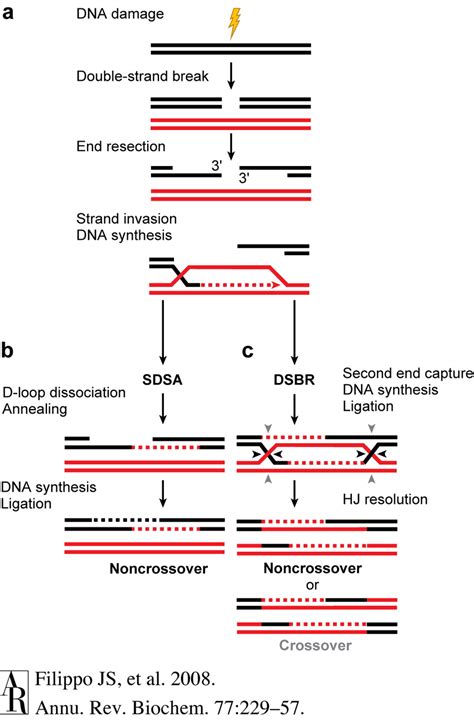 Pathways of DNA double-strand break repair by homologous recombination ...