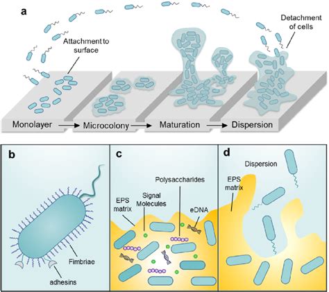 Biofilm formation stages and mechanism. (a) Biofilm formation stages ...