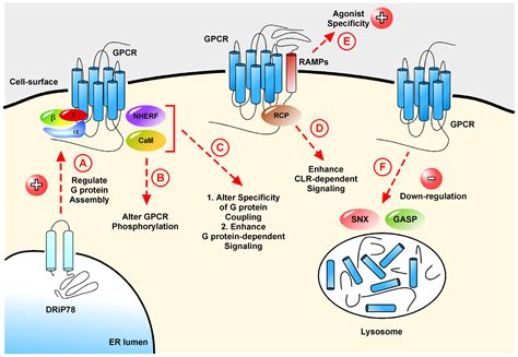 IJMS | Free Full-Text | G Protein-Coupled Receptors: What a Difference a ‘Partner’ Makes