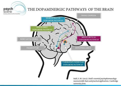 Dopamine Pathways Diagram - Jule im Ausland