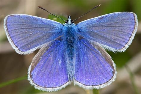 common blue | Nature inspiration, Moth, Green