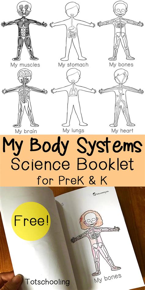 My Body Systems Science Booklet | Totschooling - Toddler, Preschool ...