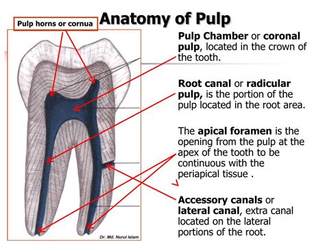 PPT - The Pulp PowerPoint Presentation, free download - ID:1010810