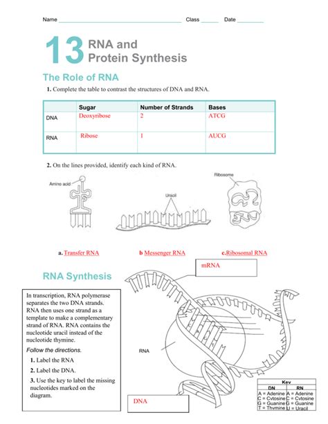 RNA Synthesis