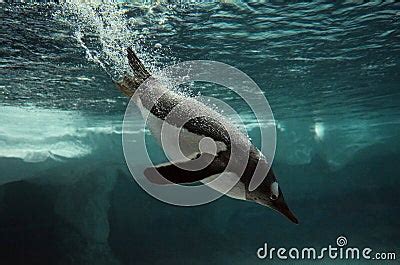 Gentoo Penguin Swim Underwater Stock Photo - Image: 47608789