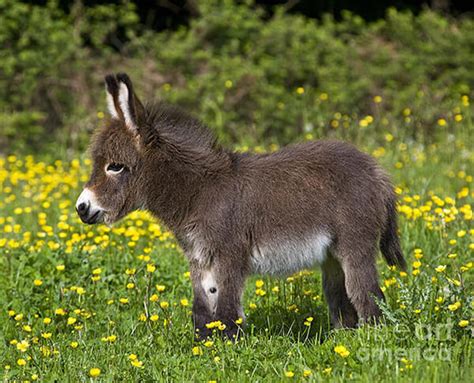 20 Adorable Photos of Baby Donkey - Design Swan