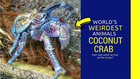 Coconut Crab facts for kids Intrusting Information about coconut crab ...