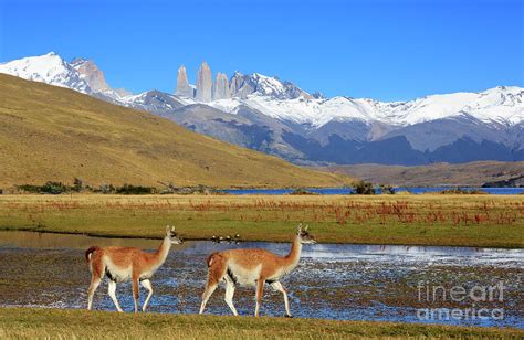 Guanacos at Laguna Azul Patagonia Chile Photograph by Louise ...