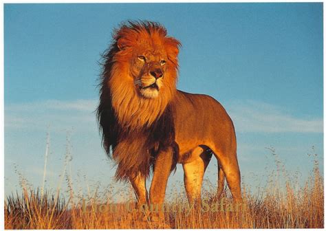 My Favorite Animal Postcards: Lion from Lion Country Safari, Florida