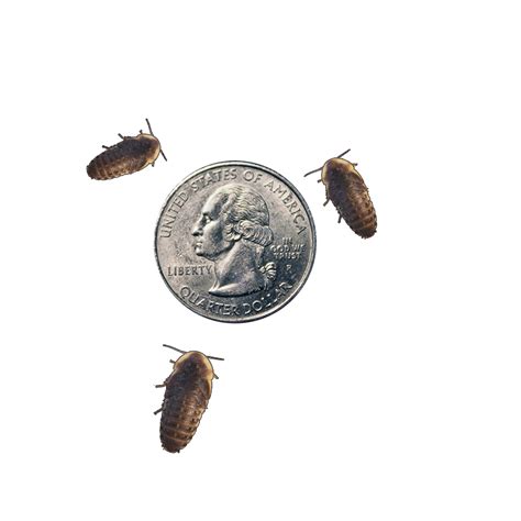 1/2"-5/8" Dubia Roaches - The Bug Shed