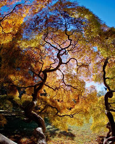 Japanese Maple Silhouette | ParmiterPhoto | Flickr