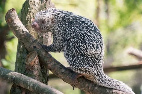 Prehesile-Tailed Porcupine - Facts, Diet, Habitat & Pictures on Animalia.bio